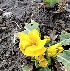 primula