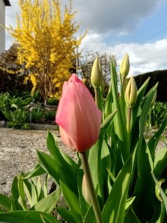 tulipa forsythia