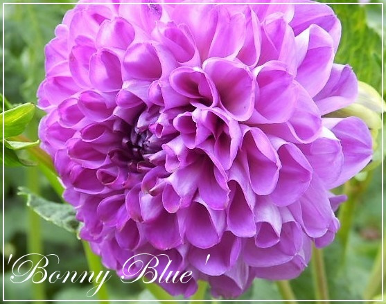 dahlia 'bonny blue'