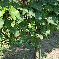 Pannonia