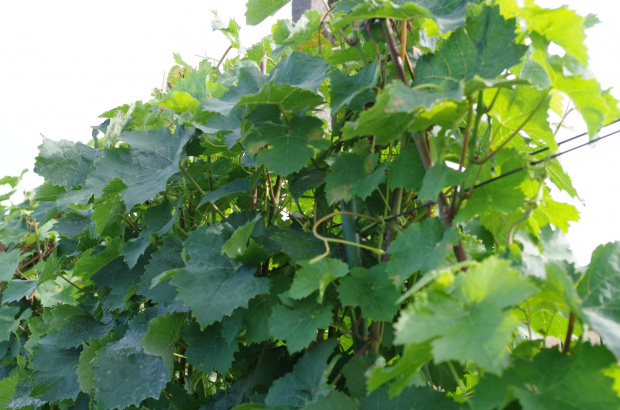 Gyongyriesling