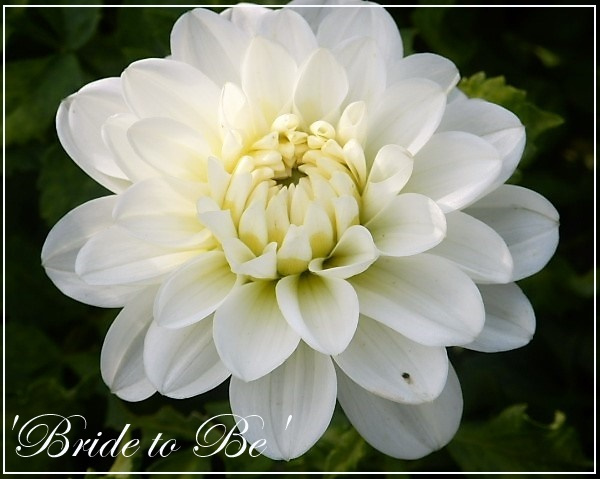 dahlia 'bride to be'