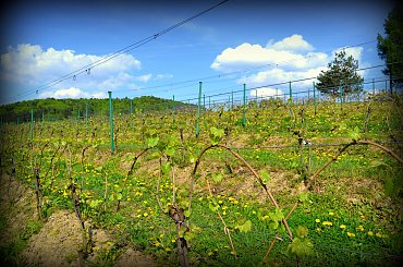 #www.winnica-dolinasanu.pl #winnica #dolinasanu #sanok, #winnica, #podparpackie, #podkarpacie #podkarpacie #podparpackie #sanok #winnica #WinnicaDolinaSanuwww.winnica-dolinasanu.pl, winnica dolina sanu, sanok, winnica, podkarpackie #podkar