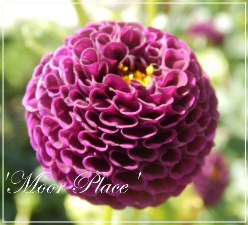 dahlia moor place
