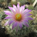 Gymnocactus beguinii