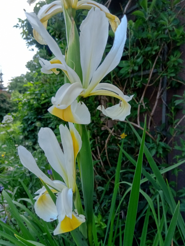 iris ochroleuca