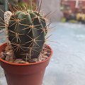 Trichocereus bridgesii