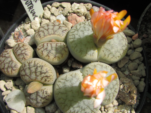 Lithops pseudotruncatella ssp. pseudotruncatella v. pseudotruncatella (syn. alpina