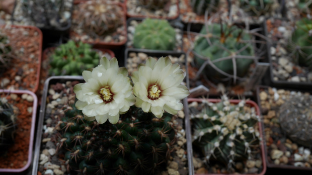 Gymnocalycium mesopotamicum