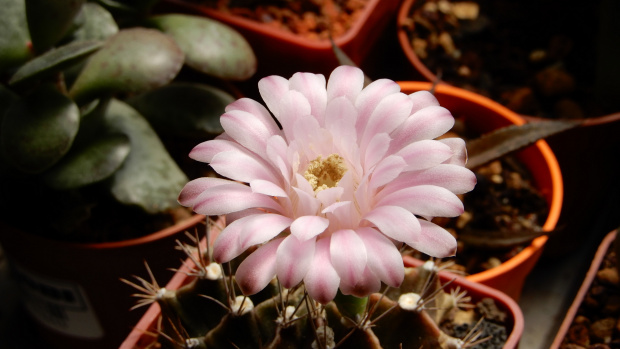 Gymnocalycium mihanovichii