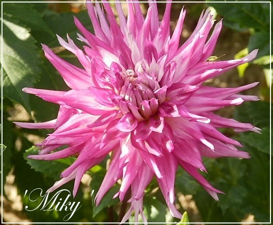dahlia 'miky'