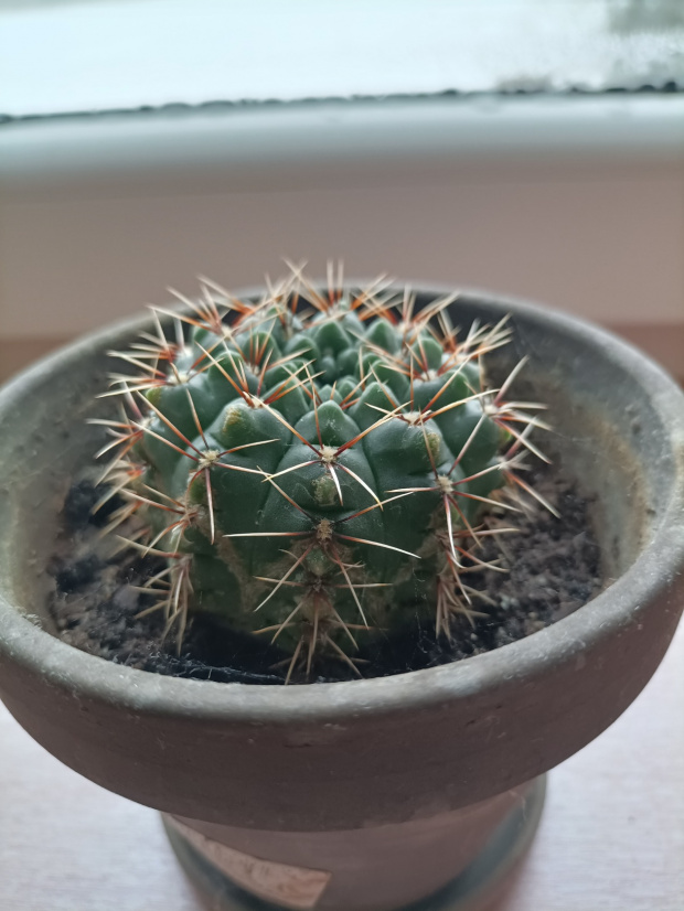 kaktus 4