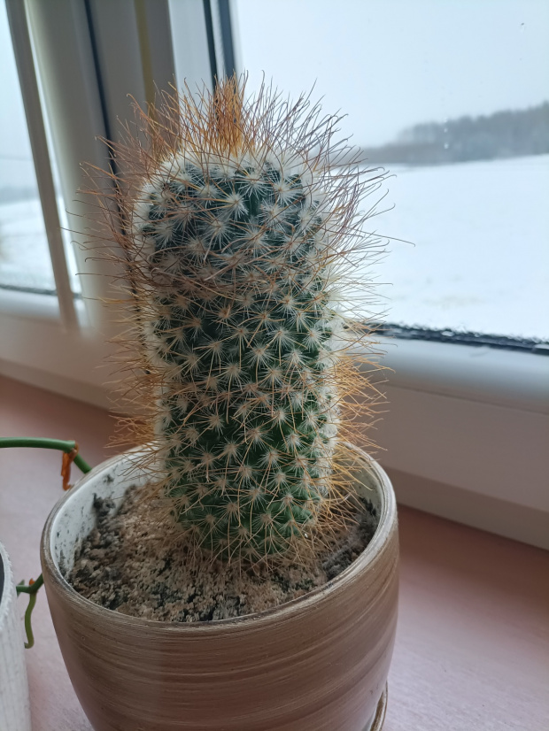 kaktus 3