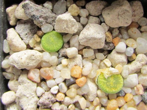 Lithops aucampiae ssp. euniceae 'Bellaketty'