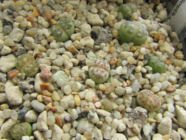 Lithops dorotheae