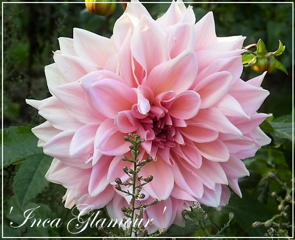 dahlia inca glamur