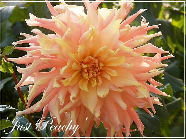 dahlia just peachy