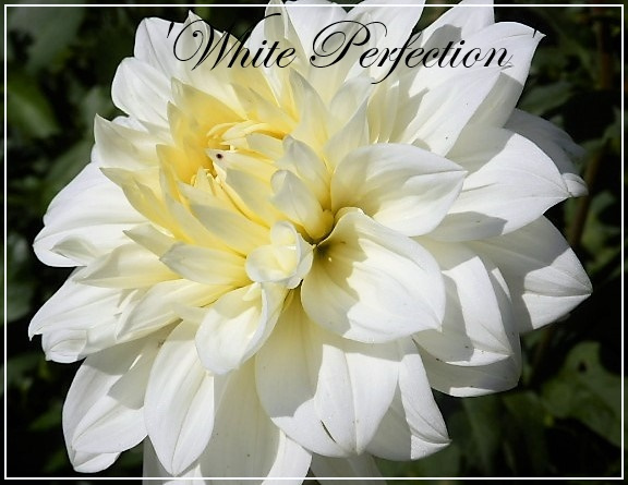 dahlia white perfection