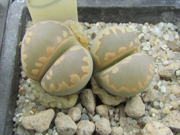 Lithops otzeniana