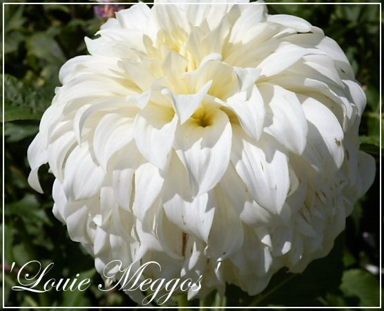 dahlialouie meggos
