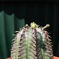 Euphorbia Obesa