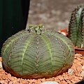 Euphorbia Obesa