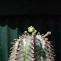 Euphorbia Obesa