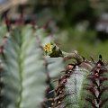 Euphorbia Obesa