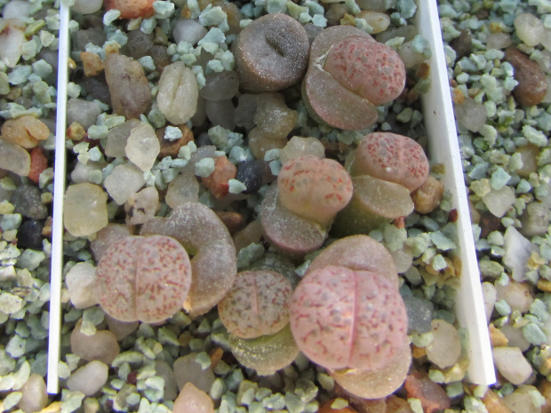 Lithops fulviceps v. fulviceps (syn. lydiae)