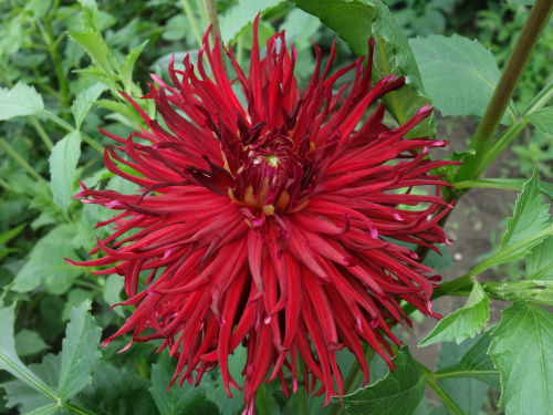 Obrazek