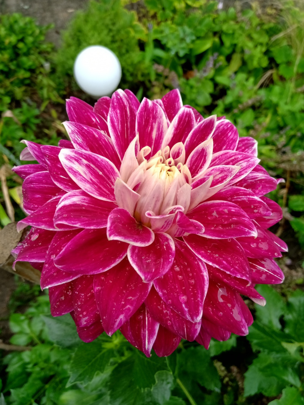 dalia