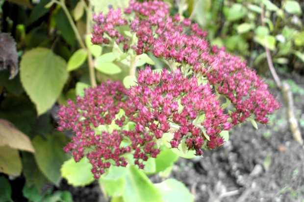 sedum