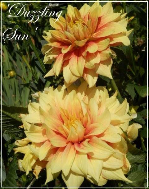 dahlia duzzling sun