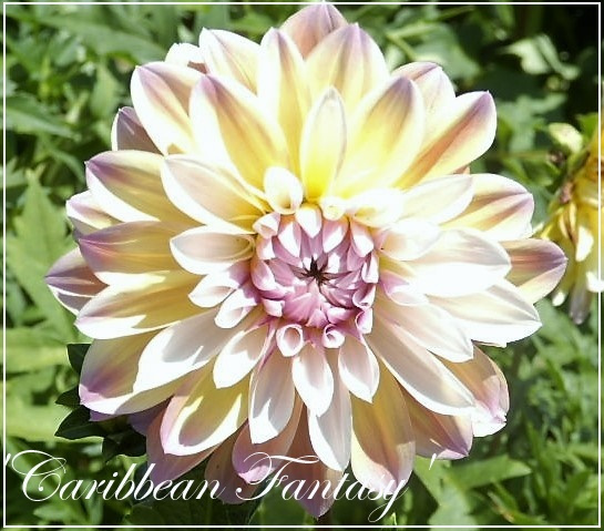 dahlia caribbean fantasy