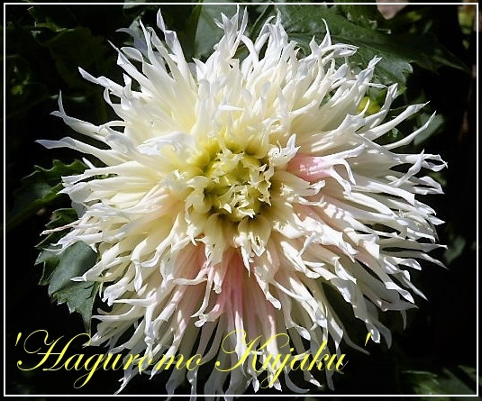 dahlia 'haguromo kujaku'