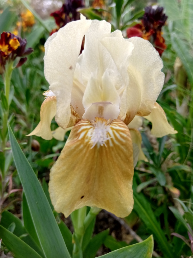 iris