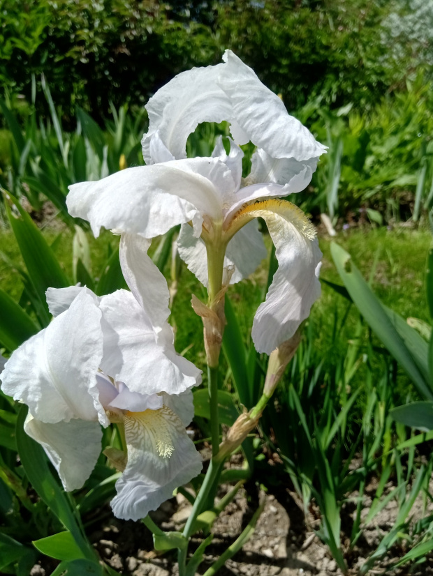 iris