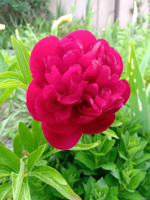 piwonia