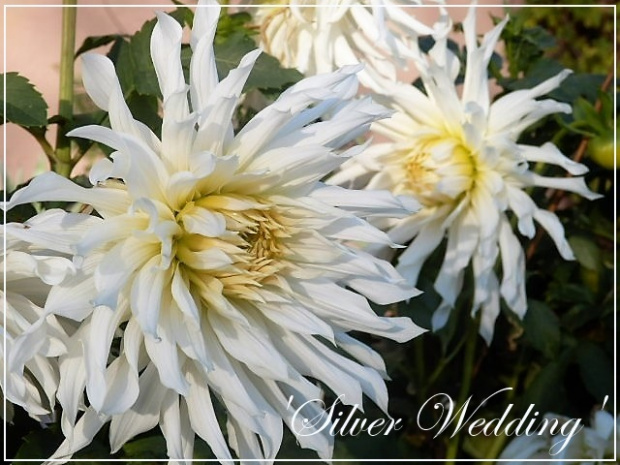 dahlia 'silver wedding'