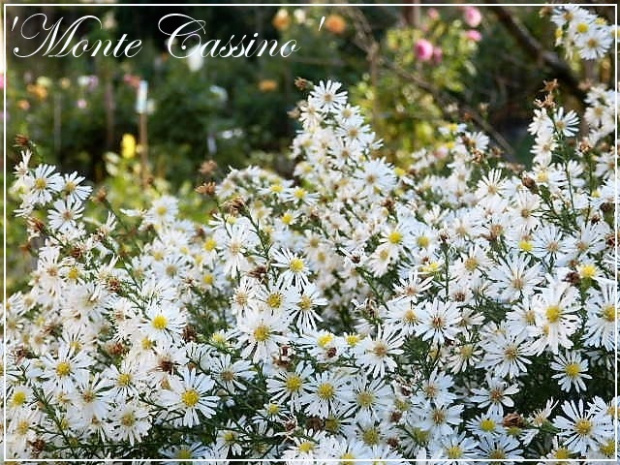 aster 'monte cassino'