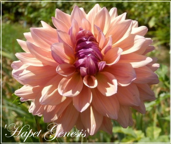 dahlia hapet genesis