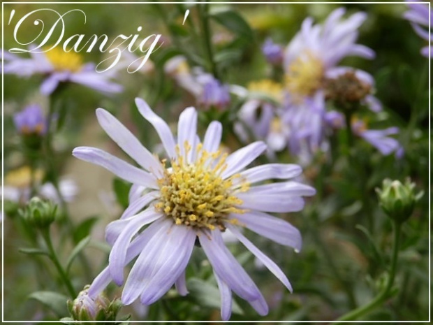 aster'danzig'