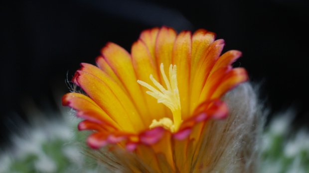 Parodia chrysacanthion cv. "Rubra Orange Flame"