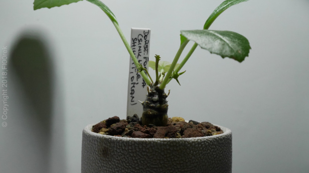 Dorstenia foetida