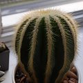 Parodia magnifica