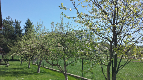 20 kwietnia jabłonie w moim ogrodzie zaczynają kwitnąć. Zwróćcie uwagę na dęby na drugim planie - te wciąż są uparte ;)