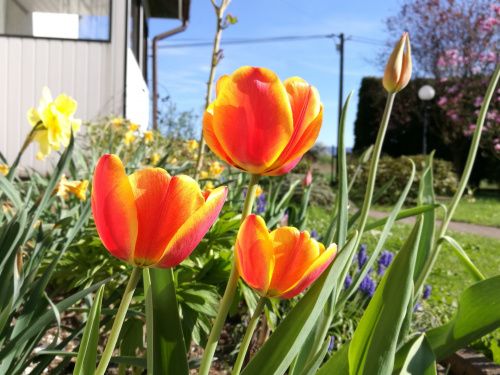Symbol wiosny w moim ogrodzie -pomarańczowe tulipany