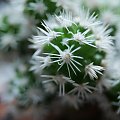 Mammillaria Snow Arizona