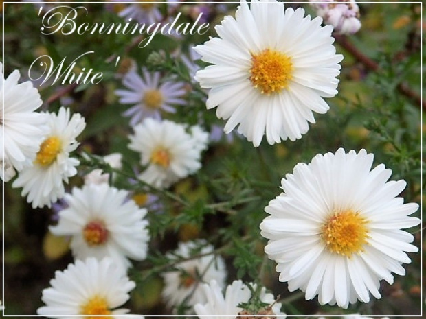 aster 'bonningdale white'
