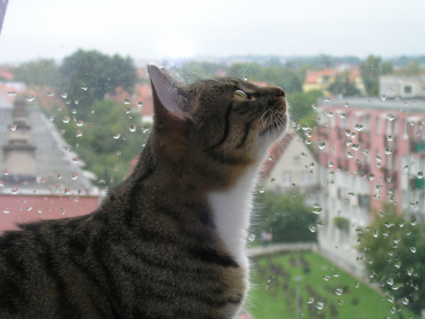 Zunia 2008